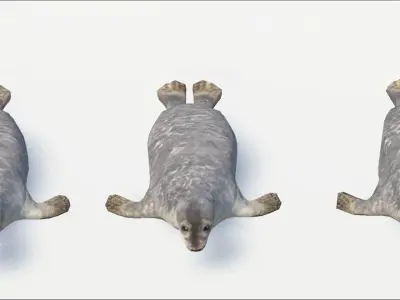 Seal animated Low-poly 3D model