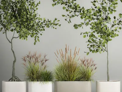 Decorative Trees In Concrete Pots For Landscaping 3D model