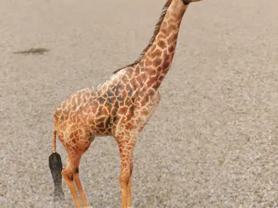 Giraffe Low-poly 3D model 8