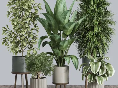 indoor plant set 376 plant ficus rubbery tree palm Low-poly 3D model