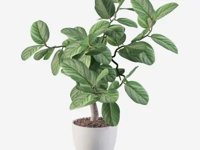 ficus benghalensis 3D model
