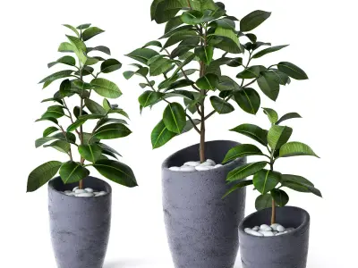 Ficus Elastica 3 3D model