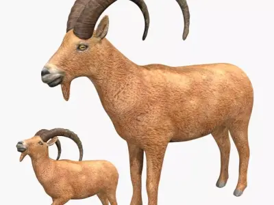 Ibex goat Low-poly 3D model