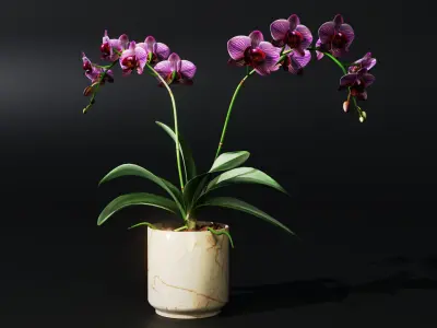 Orchid Low-poly 3D model