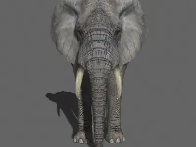 PRO Elephant 1 - 3d model 3D model