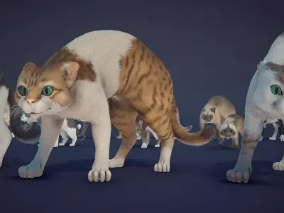 Cat Animset Pro Low-poly 3D model