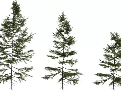 Photorealistic Pine Tree 3D Model Pack Low-poly 3D model