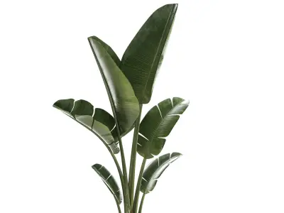 Beautiful Strelitzia and Ravenala plant in a flower pot 1325 3D model