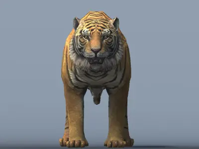 Lowpoly Tiger Rigged and Animated for VR AR Games Low-poly 3D model