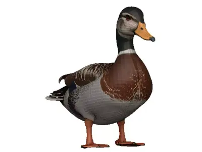 Duck-Duck Low-poly 3D model