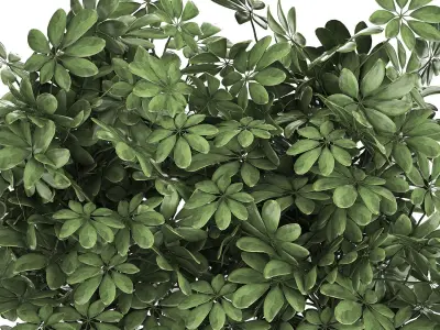 Decorative Schefflera in flowerpots 767 3D model