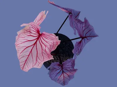 Pink Monstera Plant  Low-poly 3D model