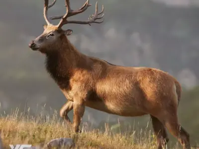 Male Deer with 5 Animations  VFX Grace 3D model