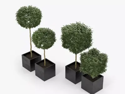 Plants Box 3D model