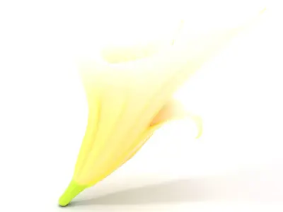 Elegant Lily Flower model pack Low-poly 3D model