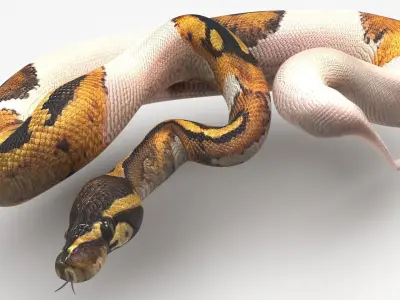 Piebald Ball Python Snake 3D model