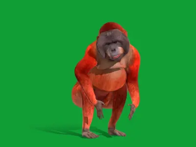 Orangutan  Low-poly 3D model
