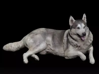 Husky dog lies - model 1 Low-poly 3d scan animal 3D model