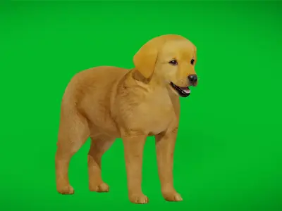 Golden Retriever Puppy Dog Low-poly 3D model