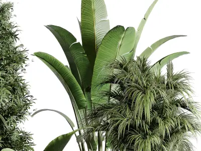 indoor plant 196 plant ficus rubbery palm ravenala bamboo 3D model