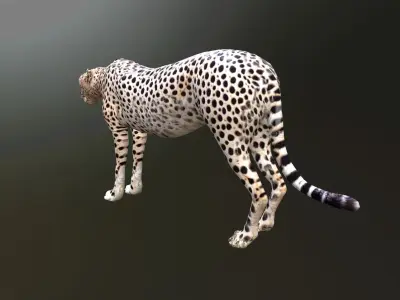 cheetah lowpoly Low-poly 3D model