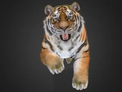 Tiger Realistic Animated 3D model