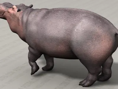 Hippo - Hippopotamus Amphibius - Adult Male - Pose 1 - Textured 3D model