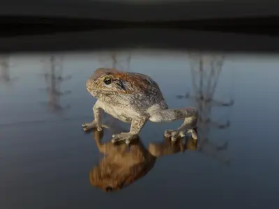 Cururu Toad 3D Model - Rhinella marina Low-poly 3D model