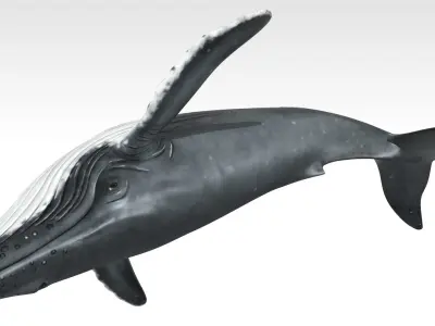 Humpback Whale Low-poly 3D model 3