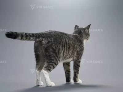 Tabby Cat White Animation  Blender 3D Model 3D model