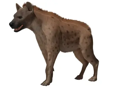 Hyena  Low-poly 3D model