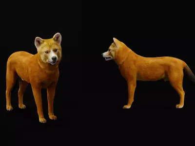 Asian Dhole Wild Red Dog Low-poly 3D model