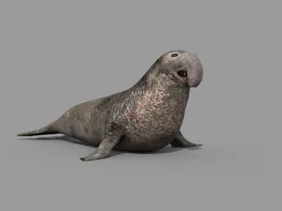 Sea Elephant Seal - 8K 3d animated 3D model