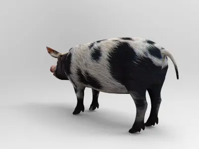 Black Wild Pig low poly 3D model Low-poly 3D model