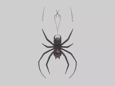 Black Widow Spider hanging model 3D model