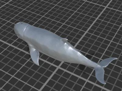 Irawaddy Dolphin Low-poly 3D model