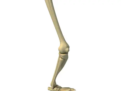 Animal Skeletal Femur 3D model