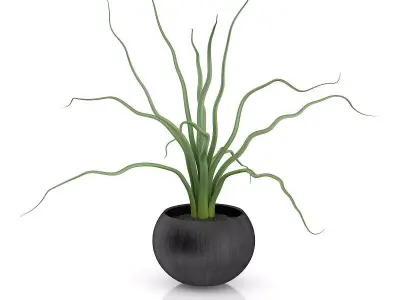 Plant in Black Wooden Pot 3D model