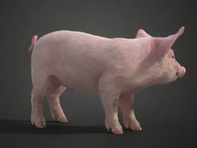 Piggy with 2 Animations  VFX Grace 3D model