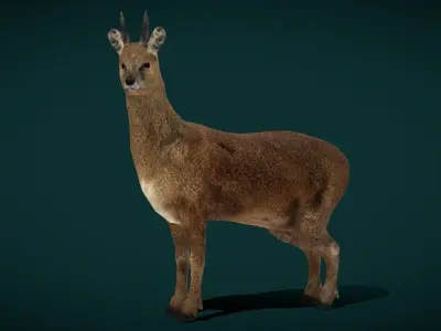 Klipspringer Small Antelope Low-poly 3D model