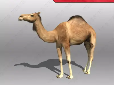 Camel 3D model