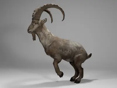 Alpine Ibex Low-poly 3D model