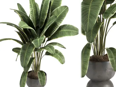 indoor plant 08 3D model