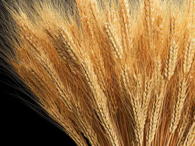 Bouquet of dried flowers from spikelets of wheat 287 3D model