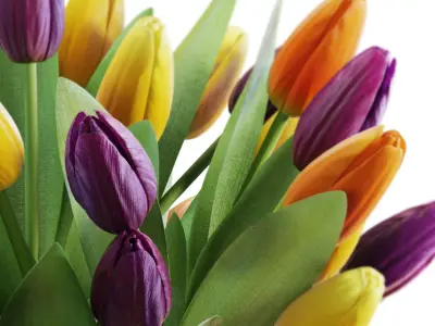 Flower Set 28 - Multicolor Tulips Bouquet 3D model