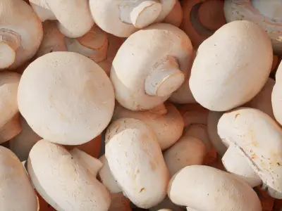 Set of 4 scanned low poly models of champignon mushrooms Low-poly 3D model