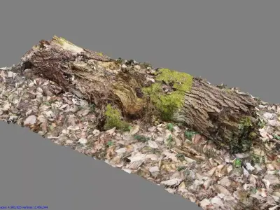 Wood Log 3D model