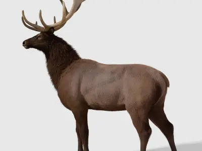 Realistic elk with antlers 3D model