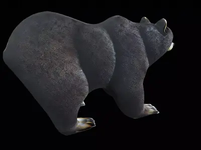 Cartoon Bear 3D model