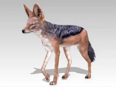 Jackal Low-poly 3D model